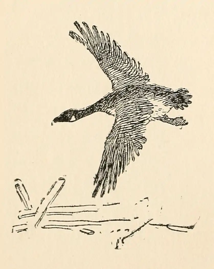 The Country Boy 88.png