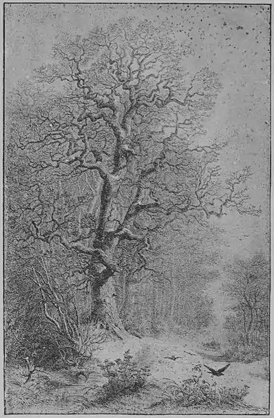 The Oak (Marshall Ward) Plate II.jpg