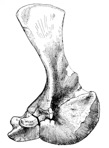 The Osteology of the Reptiles p133.png
