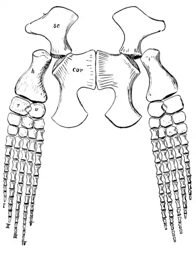 The Osteology of the Reptiles p139.png