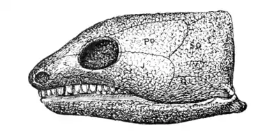 The Osteology of the Reptiles p14.png