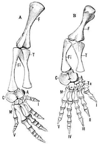 The Osteology of the Reptiles p167.png