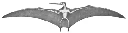 The Osteology of the Reptiles p300.png