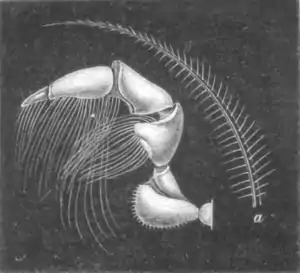 The aquarium - Foot-jaw of Broadclaw.png