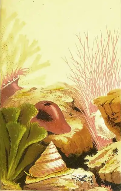 The aquarium - Plate 2.jpg