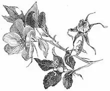 The poems of Richard Watson Gilder, 1908, image from DJVU pg 172.jpg