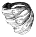 The primeval antiquities of Denmark 099b.png