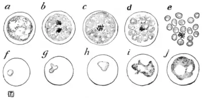 Tropical Diseases - Fig 1.png