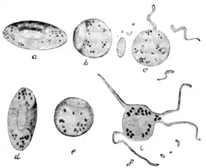 Tropical Diseases - Fig 10.png