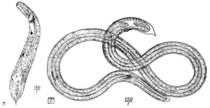 Tropical Diseases - Fig 108.png