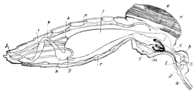 Tropical Diseases - Fig 11.png