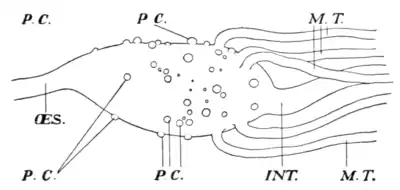 Tropical Diseases - Fig 13.png