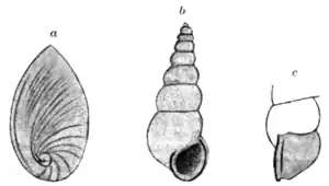 Tropical Diseases - Fig 143.png