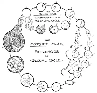 Tropical Diseases - Fig 15.png