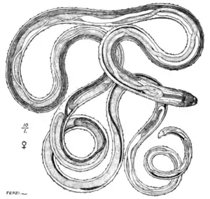 Tropical Diseases - Fig 154.png