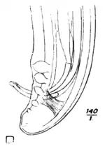 Tropical Diseases - Fig 157.png