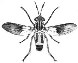 Tropical Diseases - Fig 158.png