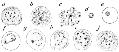 Tropical Diseases - Fig 2.png