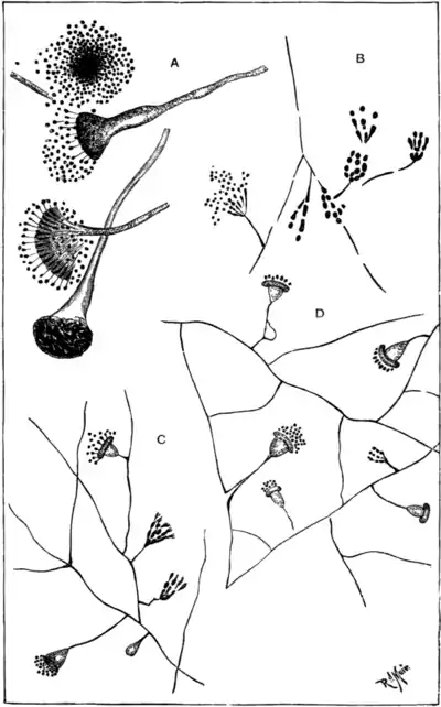 Tropical Diseases - Fig 207.png