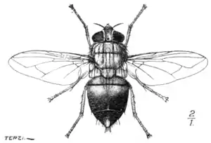 Tropical Diseases - Fig 220.png