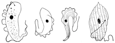 Tropical Diseases - Fig 230.png