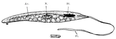 Tropical Diseases - Fig 237.png