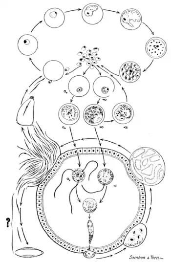 Tropical Diseases - Fig 247.png