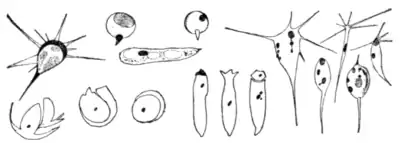 Tropical Diseases - Fig 254.png