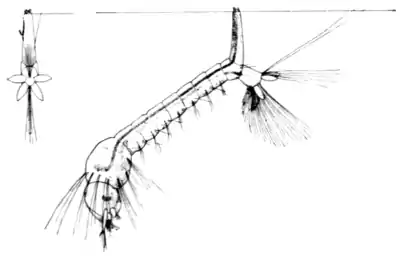 Tropical Diseases - Fig 28.png