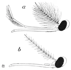 Tropical Diseases - Fig 30.png