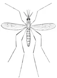 Tropical Diseases - Fig 38.png