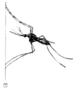 Tropical Diseases - Fig 41.png