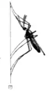 Tropical Diseases - Fig 42.png