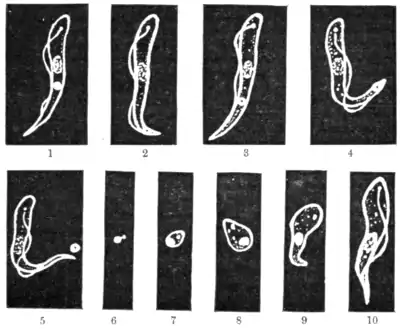Tropical Diseases - Fig 45.png