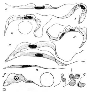 Tropical Diseases - Fig 46.png