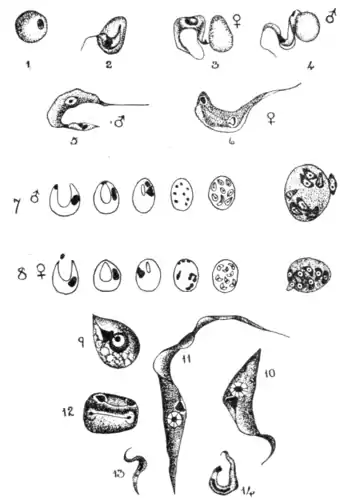Tropical Diseases - Fig 51.png