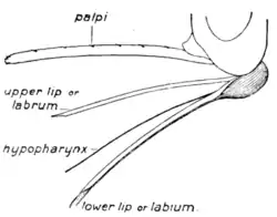 Tropical Diseases - Fig 54.png