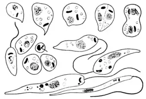 Tropical Diseases - Fig 57.png