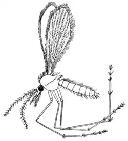 Tropical Diseases - Fig 62.png