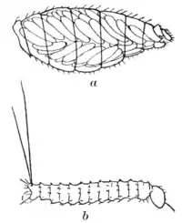 Tropical Diseases - Fig 63.png