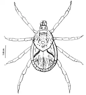 Tropical Diseases - Fig 65.png
