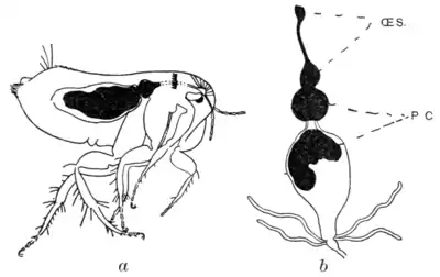 Tropical Diseases - Fig 69.png