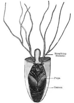 Tropical Diseases - Fig 72.png