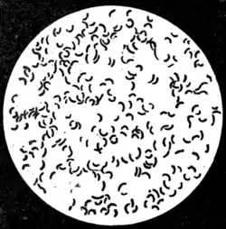 Tropical Diseases - Fig 77.png