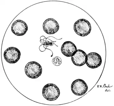 Tropical Diseases - Fig 8.png