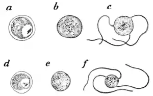 Tropical Diseases - Fig 9.png