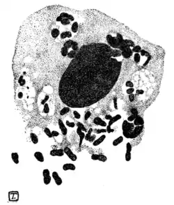 Tropical Diseases - Fig 93.png