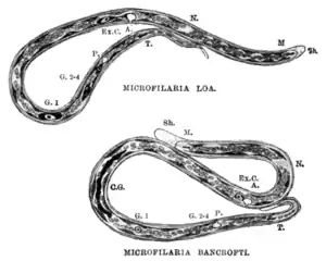 Tropical Diseases - Fig 98.png