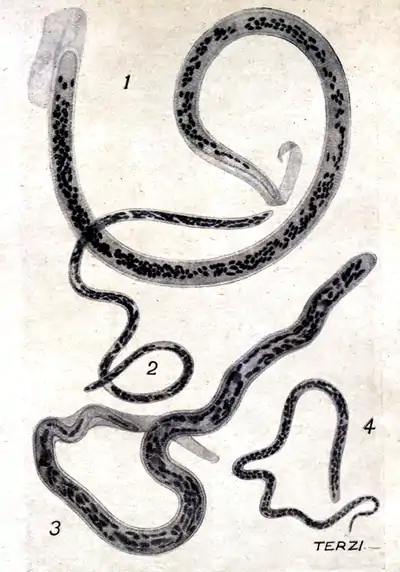 Tropical Diseases - Plate 10.png