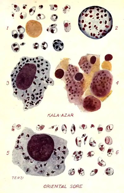 Tropical Diseases - Plate 5.png